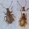 Otiorhynchus meridionalis